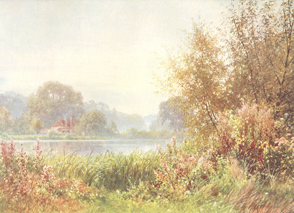 SURREY. Pilgrims way. Autumn Weeds, Chilworth 1912 old antique print picture